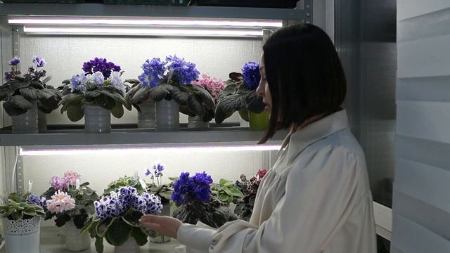 Коллекция фиалок Оксаны Разумовской новинки коллекции 2020 2021 New