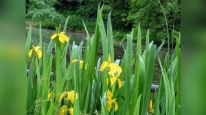 Ирис болотный Вариегата