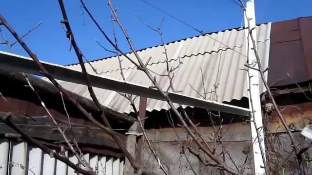 ПРИВИВКА ЯБЛОНИ КАК ПРИВИТЬ ЯБЛОНЮ ВЕСНОЙ ПРИВИВКА ГРУШИ НА ЯБЛОНЮ