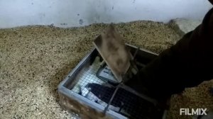 как отличить самку от самца у попугаев корелл