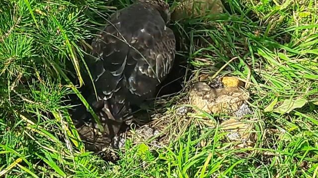 Осоед-разоритель осиных гнёзд. смотреть онлайн