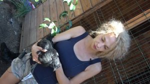 Аям Цемани. Вся правда про чёрное золото! Самые Драчливые куры в моём хозяйстве. Мистические куры.