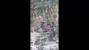 Дикие утки на даче 1