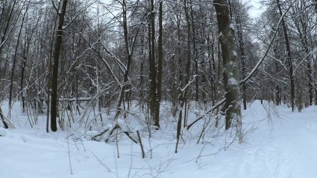 Лыжики1