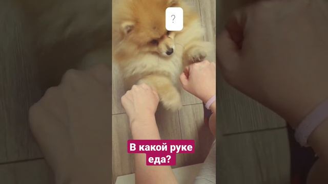 шпиц угадывает в какой руке еда/Pomeranian guesses which hand the food is in #Pomeranian