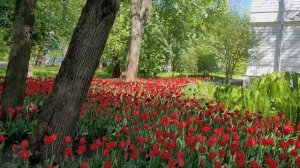 LIVE*PITER: Тюльпаны-попугаи, тюльпаны-пионы и чёрный тюльпан в ЦПКиО Санкт-Петербурга 2023