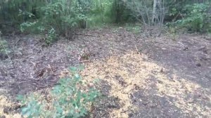 Подкормка на кабана