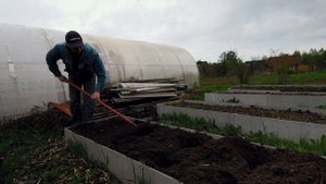 Посадка КАРТОФЕЛЯ в ВЫСОКИЕ ГРЯДКИ. Сорт УНИКА и САРПО МИРА. Поздние Сорта - большой урожай!!!