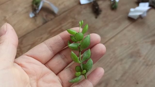 Посылки!Обмен суккулентами-канал "Мир Ирины" Кактусята,подарок от сына -сайт "Кактус гардэн" ? смотреть онлайн