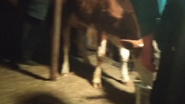 Ставим корову на ноги. Загадка Афины разгадана смотреть онлайн