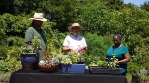 Gardening Tips with Christine Moore and Bradley Evans at the National Arboretum