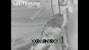 1982г. п. Ошарово. Курейский Михаил Николаевич. охота на соболя.  Байкитский район Эвенкийский АО