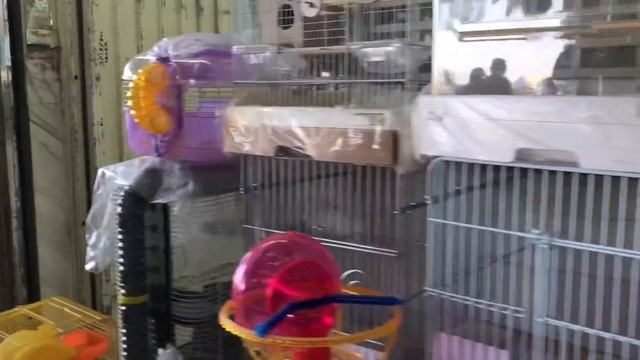 Vlog Kuwait Friday Market Birds and Animal market смотреть онлайн