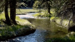 Видеофон. Футаж весенний. Красивый футаж для видео. Фоновый футаж. Речка в лесу.