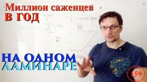 [159] МИЛЛИОН саженцев в год на одном ламинаре. Рассказываю, как. Считаем ваш бизнес план!