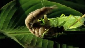 Рогатый кузнечик против гусеницы калиго