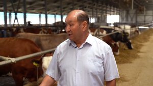 Алатауская порода КРС в Казахстане — рацион, продуктивность и содержание | Междуреченск Агро |ElDal