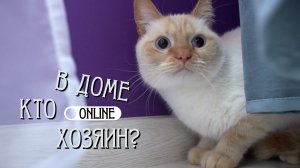 КОТЫ НЕ УМЕЮТ ЛЕТАТЬ! 
ЖИЗНЬ ПОСЛЕ ПАДЕНИЯ С СЕДЬМОГО ЭТАЖА…