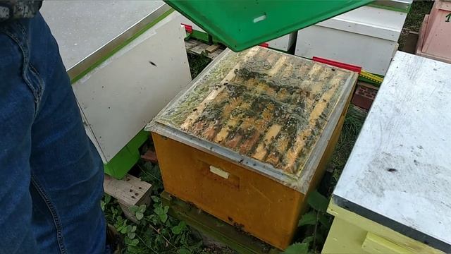 Обзор ульев на нашей пасеке смотреть онлайн