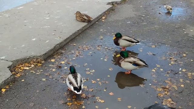 Дикие утки не желают улетать на юг. смотреть онлайн