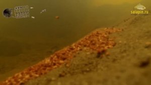 Фидерные кормушки под водой на сильном течении [salapinru]