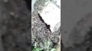 Южнорусский Тарантул