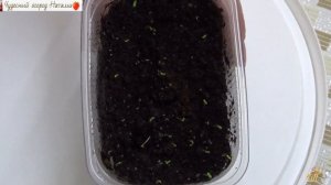 ?Львиный зев. Посев,  тонкости ухода за сеянцами.