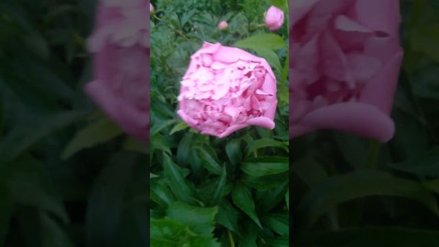 Розовые пионы