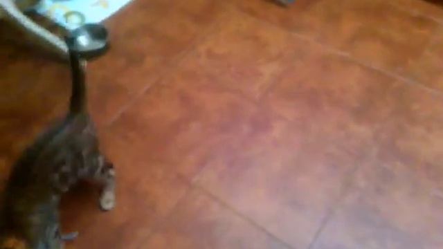 Бенгальские коты