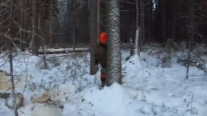 заготовка леса