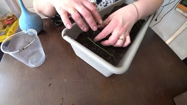 Лук-репка из семян. Пикировка. смотреть онлайн