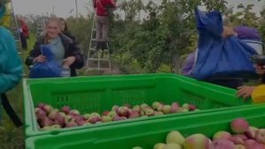 Агроном-сад активно сотрудничает с Российскими Студенческими Отрядами