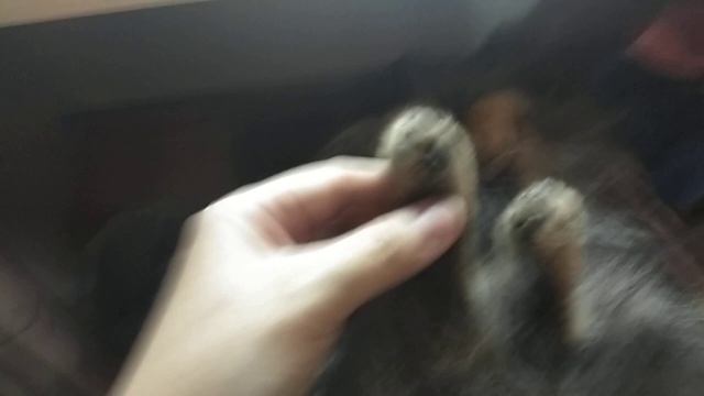 Стрижем когти 5 мес щенку смотреть онлайн