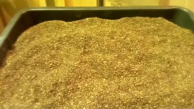 Семена ели из шишек!! Заключительная часть. Сколько получилось. смотреть онлайн