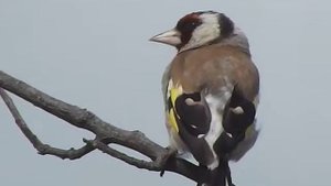 Черноголовый щегол