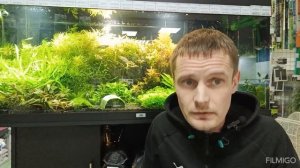 Панамская стурисома в аквариуме. Содержание и уход