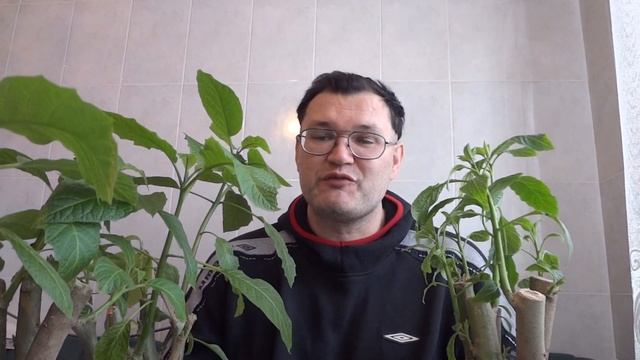 Купить или продать БРУГМАНСИЮ смотреть онлайн