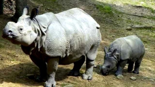 ТОП 15: Самых редких в мире животных смотреть онлайн