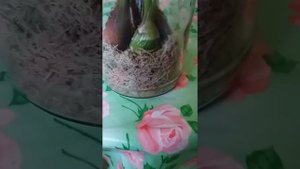 Орхидея цимбидиум реанимация.