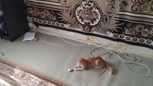 Бездомные кошки испортили мебель, понесли убытки
