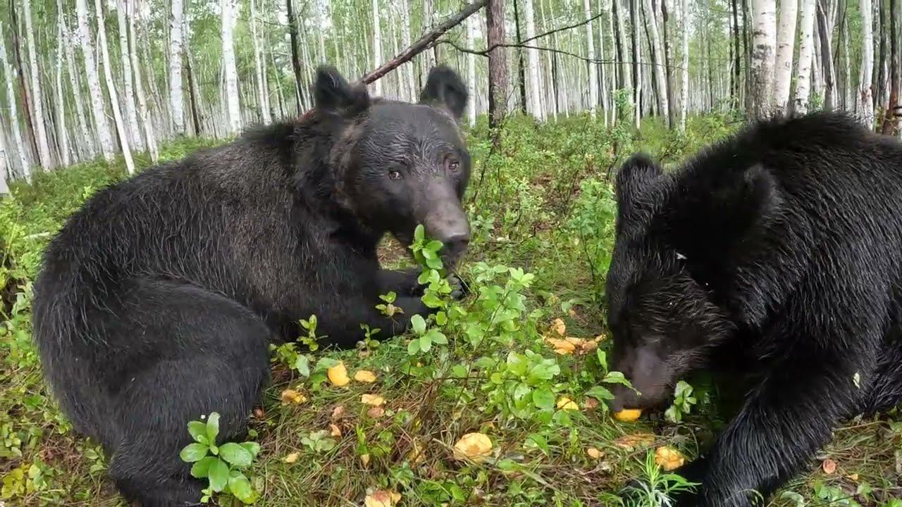 Перепугали медведей. смотреть онлайн