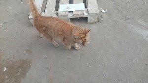 Рыжий кот - усиление охраны