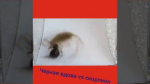 Черная вдова против скорпиона насмерть