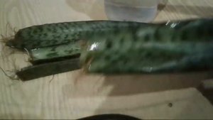 Сансевиерия. Размножение, как я укореняю.