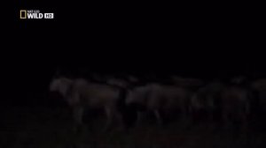 Пятнистая гиена и Лев вечная вражда  ,Самые опасные убийцы Африки