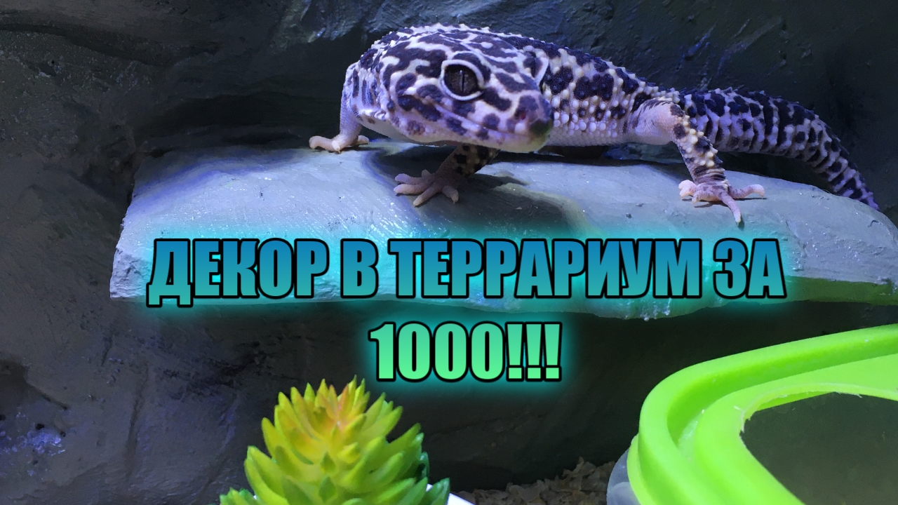 ДЕКОР ТЕРРАРИУМА ЗА 1000 РУБЛЕЙ!!! БЮДЖЕТНОЕ ДЕКОРИРОВАНИЕ ТЕРРАРИУМА ДЛЯ ЭУБЛЕФАРА смотреть онлайн