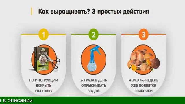 Грибы Вешенки Выращивание В Домашних Купить