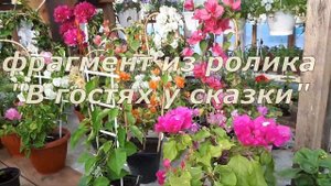 Бугенвилии. Формировка на опорах и без ??!!!