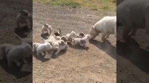 Милые животные_17