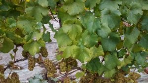 Шардоне, поздний сбор